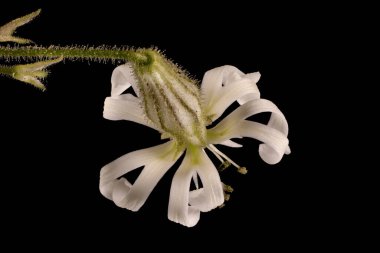 Nottingham Catchfly (Silene nutans). Çiçek Kapanışı