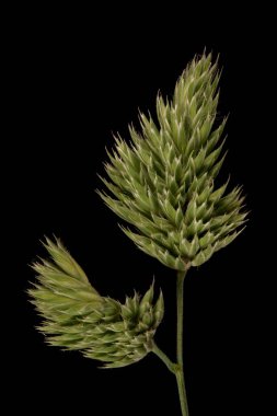 Horoz Ayağı (Dactylis glomerata). Ligule ve Leaf Sheath Yakın plan