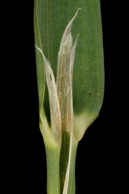 Horoz Ayağı (Dactylis glomerata). Ligule ve Leaf Sheath Yakın plan