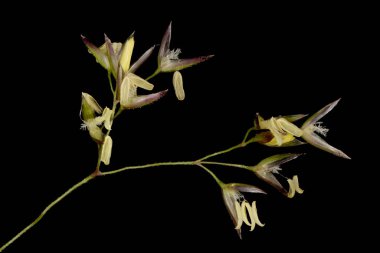 Yaygın Bent (Agrostis capillaris). Spikelets Kapanış