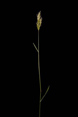 Tatlı Vernal Grass (Anthoxanthum odoratum). Alışkanlık Kapanışı