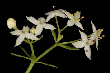 Çit Bedstraw (Galium mollugo). Inflorescence Detay Kapatma