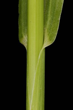 Cockspur (Echinochloa crus-galli). Culm ve Leaf Sheath Kapanışı