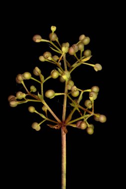 Çit Bedstraw (Galium mollugo). İnfructescence Detay Kapanış