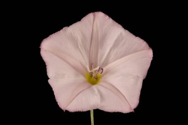 Alan Bindweed (Convolvulus arvensis). Çiçek Kapanışı