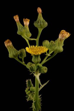 Dikenli Sow-Thistle (Sonchus asper). Enfeksiyon. Yakın çekim.
