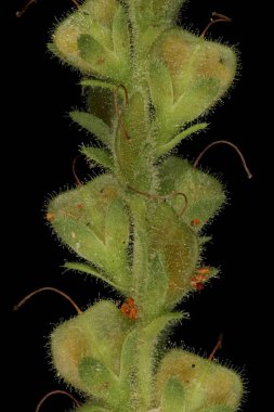 Heath Speedwell (Veronica officinalis). İnfructescence Detay Kapanış