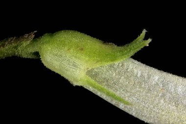 İnek-Buğday (Melampyrum pratense). Calyx Kapanışı