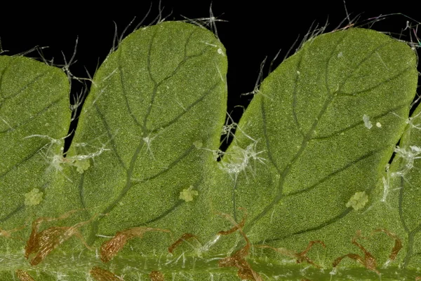 Lange Beukenvaren Phegopteris Connectilis Pinnules Closeup — Stockfoto