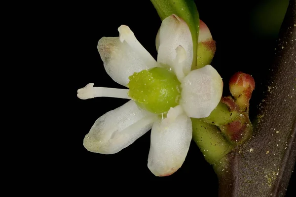 Holly Ilex Aquifolium Anormal Pentameröz Kadın Çiçek Kapanışı — Stok fotoğraf