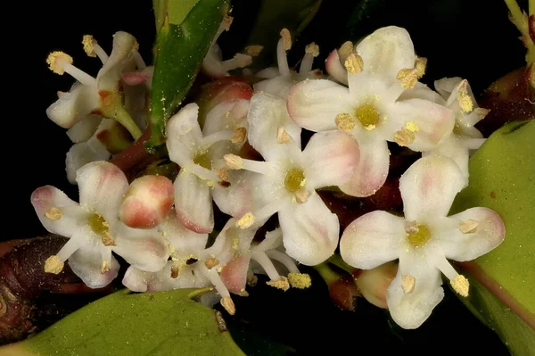 Holly Ilex Aquifolium Manlig Blomstã Llning Detalj Närbild — Stockfoto