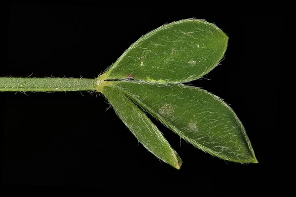 Genel Süpürge Cytisus Scoparius Yaprak Kapanışı — Stok fotoğraf