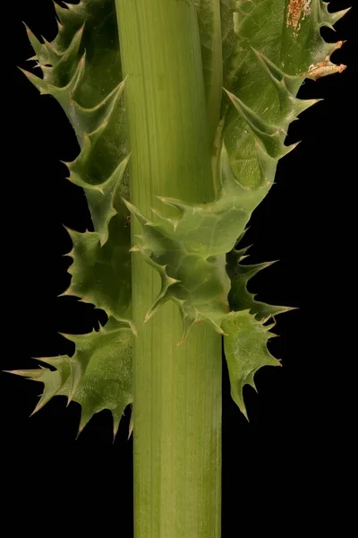 Prickly Sow Thistle Sonchus Asper Κλείσιμο Βάσης Φύλλων — Φωτογραφία Αρχείου