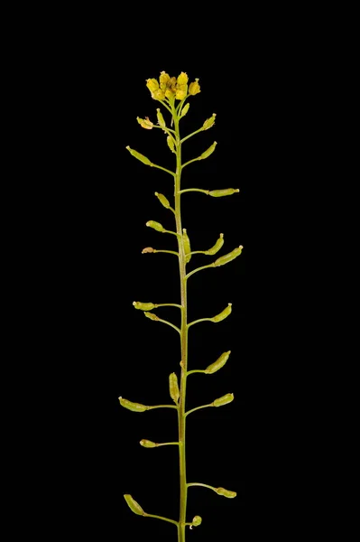 Cresson Jaune Des Marais Rorippa Palustris Inflorescence Gros Plan — Photo