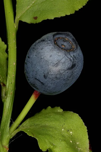 Myrtille Vaccinium Myrtillus Fruits Gros Plan — Photo