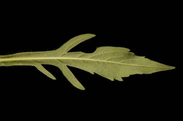 Полевой Чесоточный Knautia Arvensis Средний Лист Крупным Планом — стоковое фото