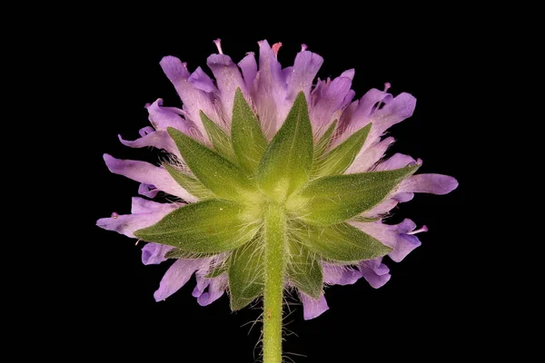 Uyuz Knautia Arvensis Çiçekli Capitulum Kapanış — Stok fotoğraf