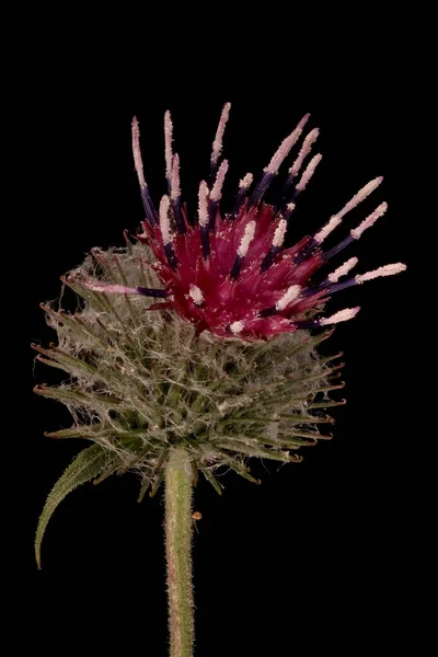 Woolly Burdock Arctium Tomentosum Capitulum Closeup — Stock Photo, Image