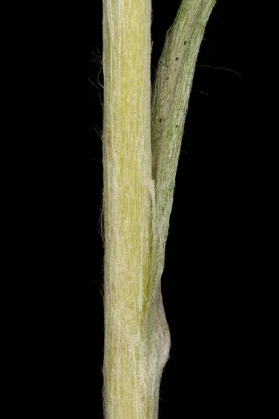 Heath Cudweed Omalotheca Atica Крупный План Основания Стеблей Листьев — стоковое фото