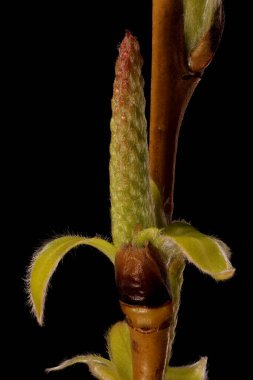 Beyaz Söğüt (Salix Alba). Erkek Enfeksiyonu Yakın plan
