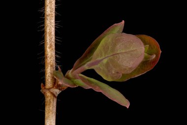 Perfoliate Honeysuckle (Lonicera caprifolium). Yaprak Kapanması Açılıyor