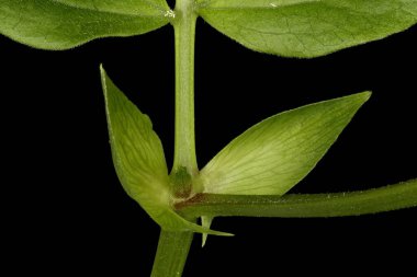 Bahar Vetchling (Lathyrus vernus). Kapatma Koşulları
