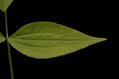 Bahar Vetchling (Lathyrus vernus). Broşür Kapanışı