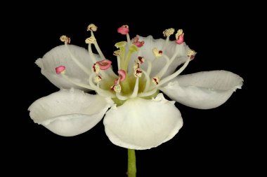 Bilinen Hawthorn (Crataegus monogyna). Çiçek Kapanışı