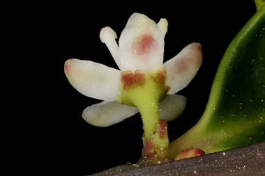 Holly (Ilex aquifolium). Anormal Pentameröz Kadın Çiçek Kapanışı