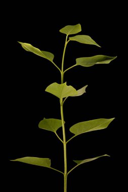 Leylak (şırınga vulgaris). Bitkisel çekim yakın çekim