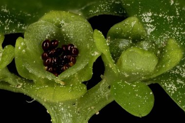 Alternatif Yaprak Altın Saxifrage (Chrysosplenium alternifolium). İnfructescence Detay Kapanış
