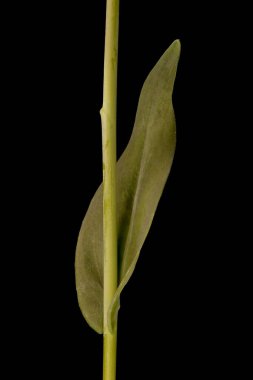 Tower Mustard (Turritis glabra). Cauline Leaf Kapanışı