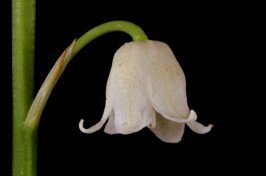 Vadi Zambağı (Convallaria majalis). Çiçek Kapanışı