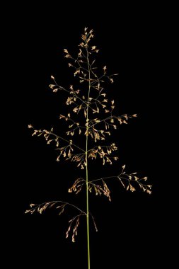 Yaygın Bent (Agrostis capillaris). Enfeksiyon. Yakın çekim.