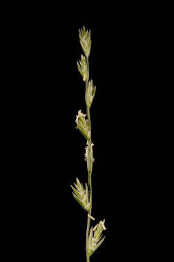 Perennial Rye Grass (Lolium perenne). Inflorescence Detay Kapatma