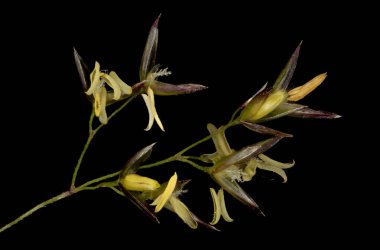Yaygın Bent (Agrostis capillaris). Spikelets Kapanış
