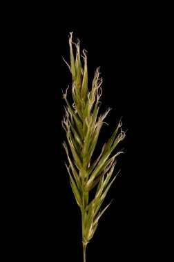 Tatlı Vernal Grass (Anthoxanthum odoratum). Enfeksiyon. Yakın çekim.