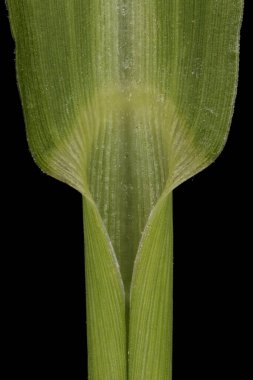 Cockspur (Echinochloa crus-galli). Yaprak Kapağı Kapanışı