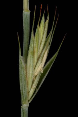 Common Couch (Elymus tövbe subsp. Tövbe ediyor. Aristokrat). İzole edilmiş Dikenli Yakın plan