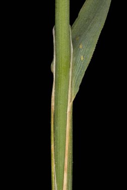 Wood Smallreed (Calamagrostis epigejos). Culm ve Leaf Sheath Kapanışı
