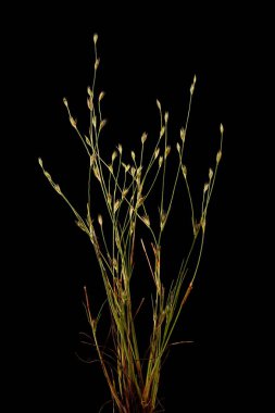 Toad Rush (Juncus bufonius). Alışkanlık Kapanışı