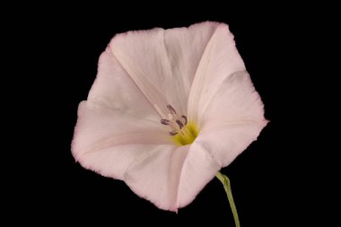 Alan Bindweed (Convolvulus arvensis). Çiçek Kapanışı