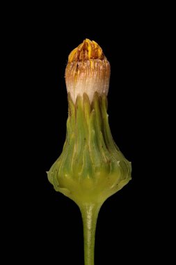 Dikenli Sow-Thistle (Sonchus asper). Marcescent Capitulum Kapanış