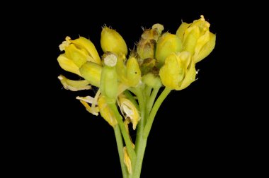 Marsh Yellow-Cress (Rorippa palustris) Inflorescence Detay Kapatma