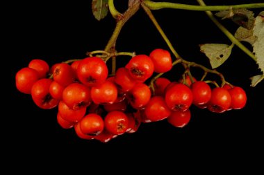 Rowan (Sorbus aucuparia). İnfructescence Yakın çekim