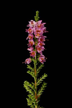 Ortak Heather (Calluna vulgaris). Enfeksiyon. Yakın çekim.