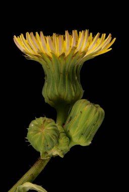 Dikenli Sow-Thistle (Sonchus asper). Inflorescence Detay Kapatma