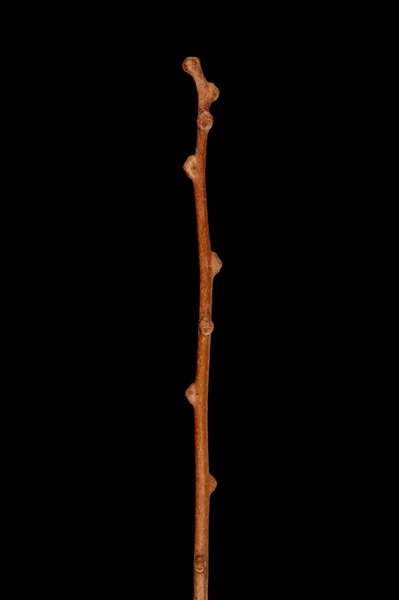 Hardy Kiwi Actinidia Arguta Wintering Twig Closeup — Fotografia de Stock