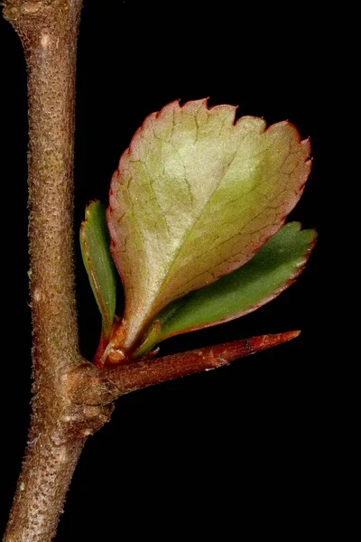 日本昆斯 Chaenomeles Japonica 开启叶及纺纱机盖 — 图库照片