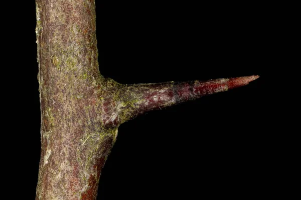 Κοινό Hawthorn Crataegus Monogyna Κλείσιμο Σπονδυλικής Στήλης — Φωτογραφία Αρχείου